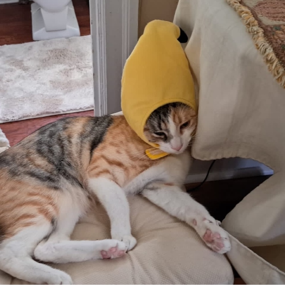 Meet your Posher, Aliya